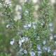 Rozmarin Verbenon Organic